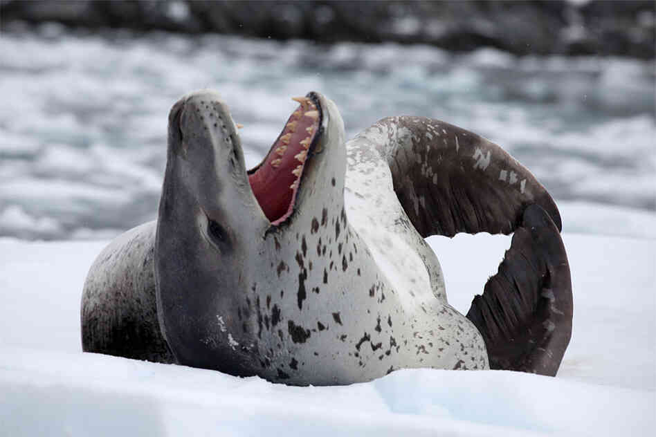 A leopard seal yawns x. A leopard seal yawns x.