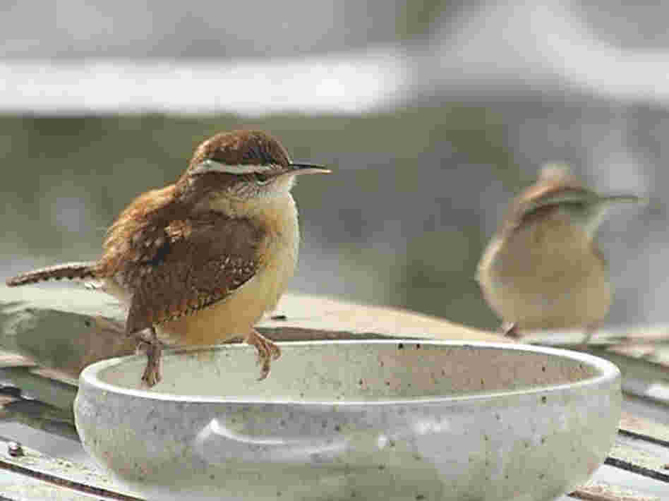 Carolina wrens