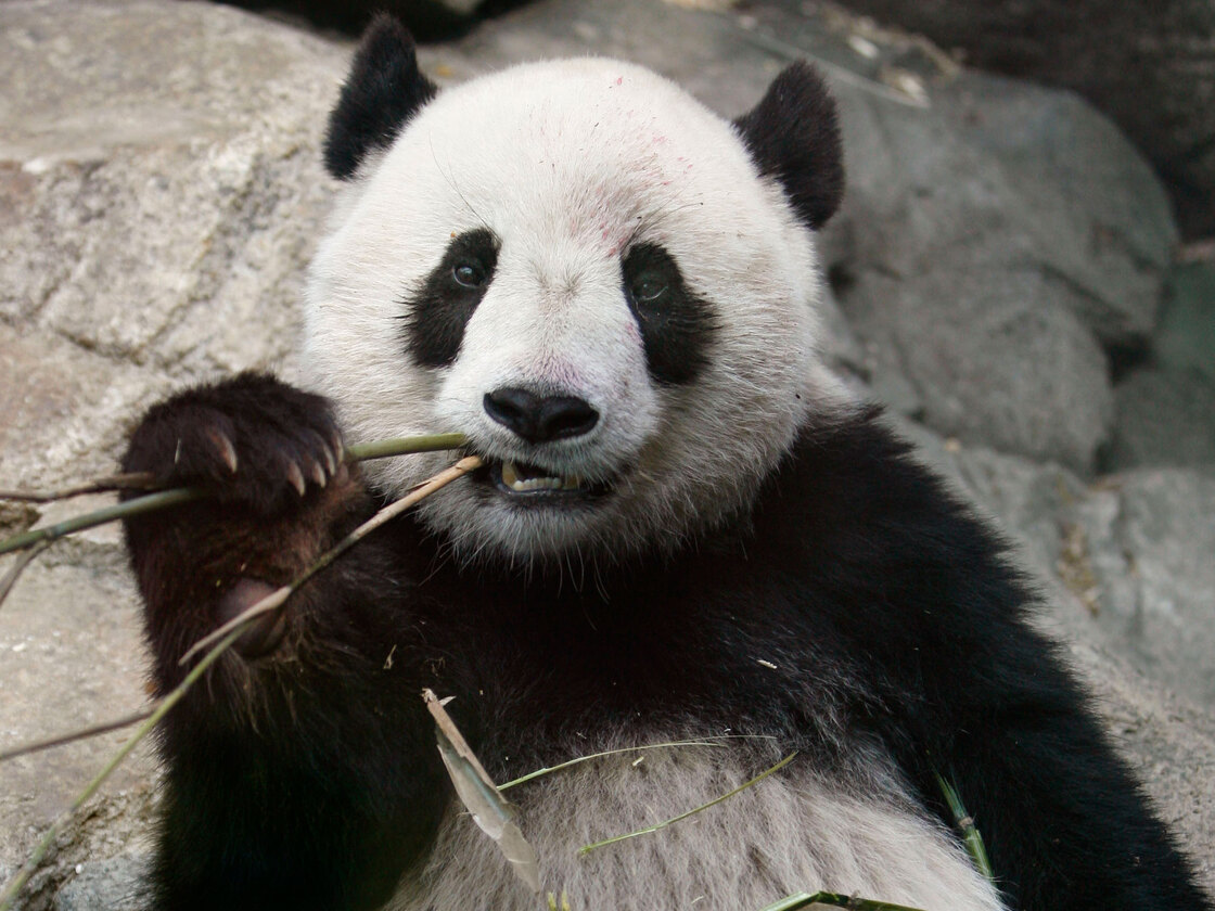 Giant panda Tai Shan at National Zoo