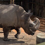 Sudan, an endangered northern white rhinoceros, explores his pen. Sudan, an endangered northern white rhinoceros, explores his pen.