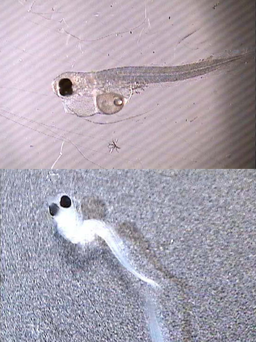 Deformed fish larvae from West Virginia