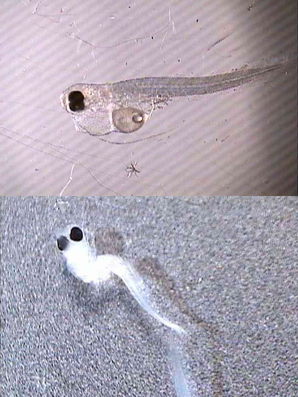 Deformed fish larvae from West Virginia