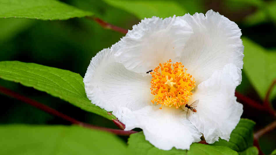 Stewartia Stewartia