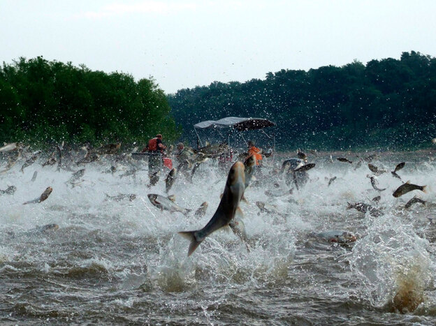 Silver carp jump out of the Illinois River.
