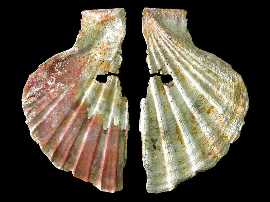 A decorative shell ornament attributed to Neanderthals.