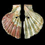 A decorative shell ornament attributed to Neanderthals. A decorative shell ornament attributed to Neanderthals.