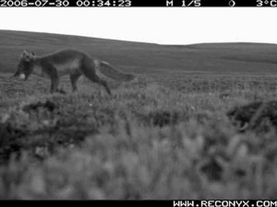 A remote camera captures an image of an Arctic fox preying on a nest. A remote camera captures an image of an Arctic fox preying on a nest.