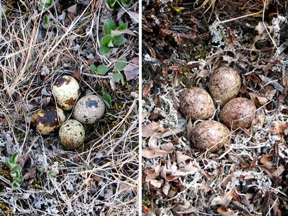 A Baird's sandpiper nest (left), next to an artificial nest (right). A Baird's sandpiper nest (left), next to an artificial nest (right).
