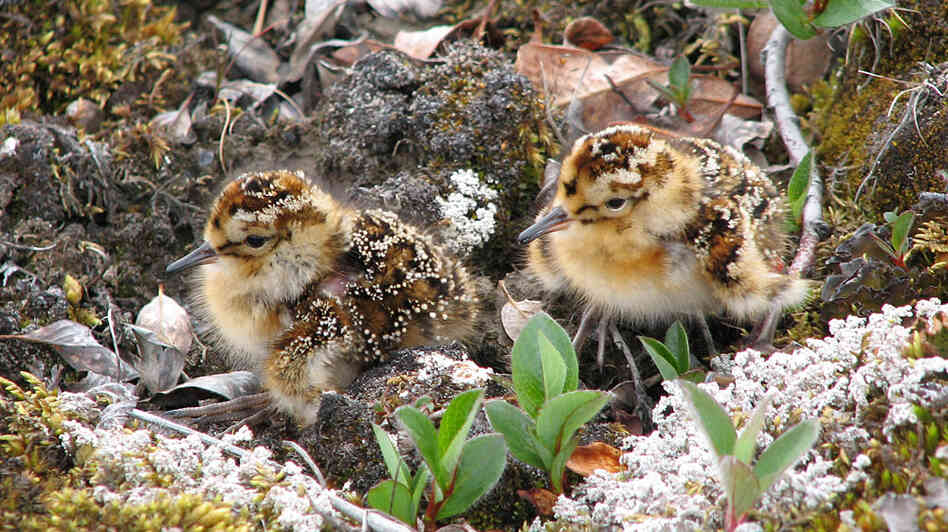 White-rumped sandpiper chicks on northern Canada's Bylot Island. White-rumped sandpiper chicks on northern Canada's Bylot Island.