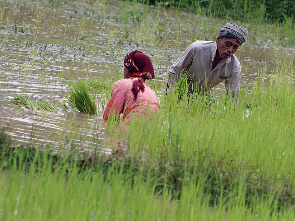 Farmers in Thailand tend to a rice paddy in Yala province.