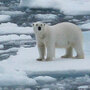 A polar bear stands among pieces of ice floating in the sea