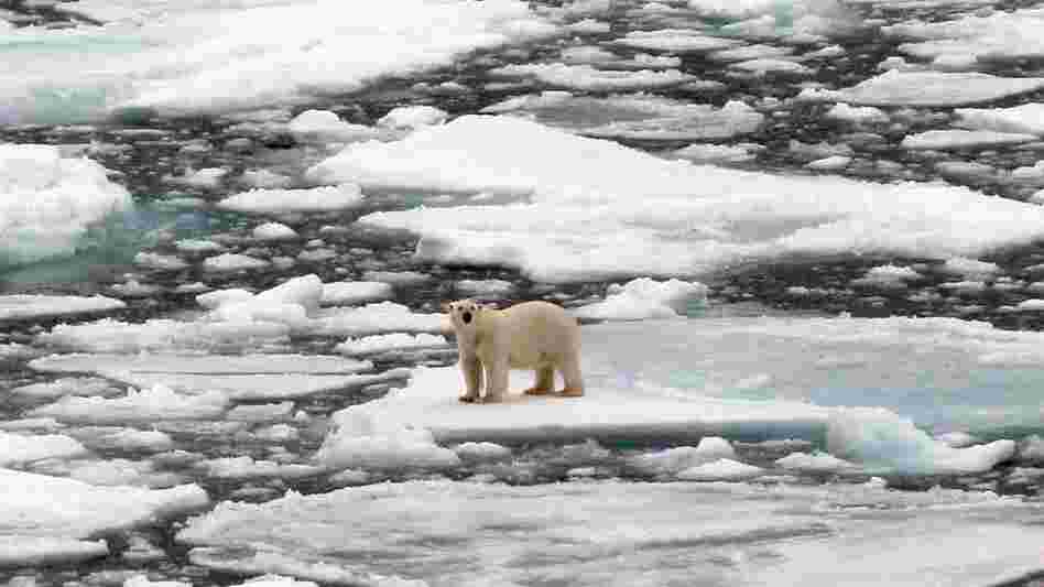 A polar bear stands among pieces of ice floating in the sea A polar bear stands among pieces of ice floating in the sea