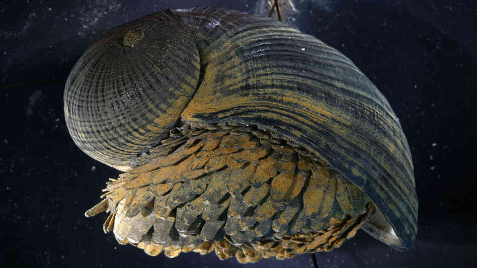 Crysomallon squamiferum is a creature with a superstrong shell. Crysomallon squamiferum is a creature with a superstrong shell.