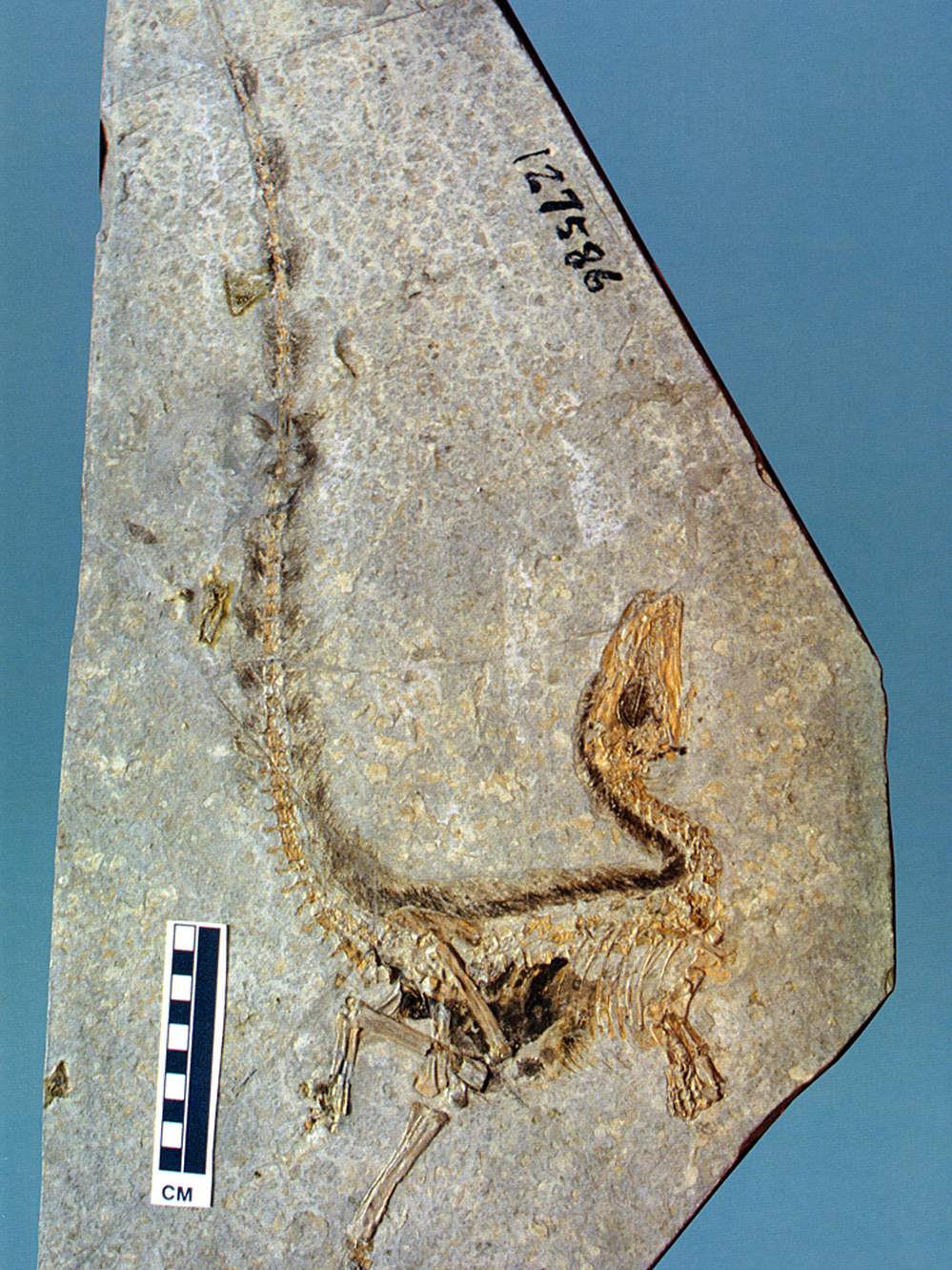 Fossilized remains of Sinosauropteryx