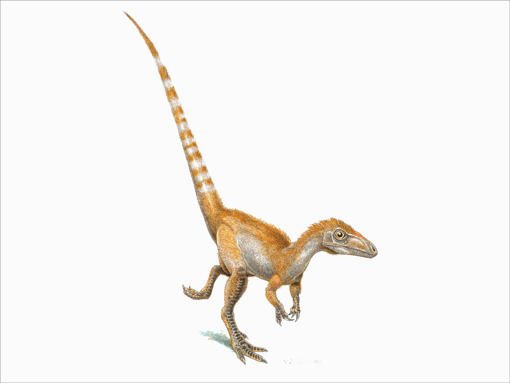 An artist's rendition of a single Sinosauropteryx. Jim RobbinsThe Sinosauropteryx was a turkey-sized, flesh-eating dinosaur that scientists believe had primitive feathers and dark rings around its tail. Jim Robbins