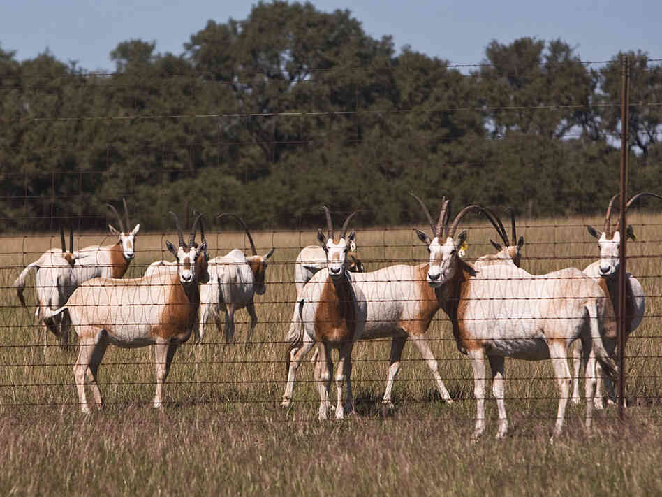 The Bamberger Ranch Preserve is home to 60 of the endangered Scimitar-Horned Oryx.