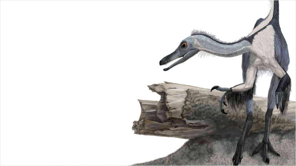 Haplocheirus sollers: not just another pretty face. Haplocheirus sollers: not just another pretty face.