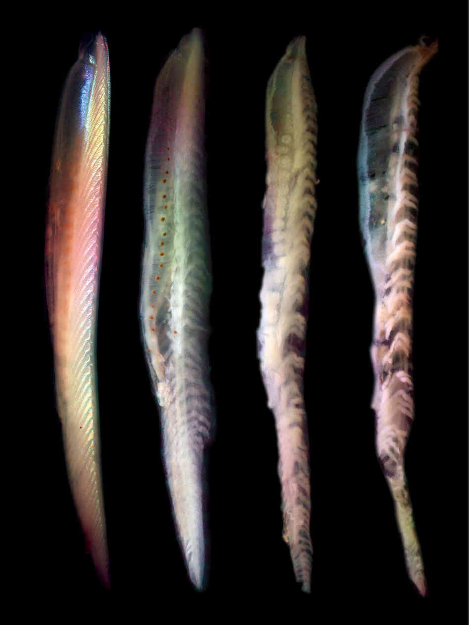 Fish full body shot Fish full body shot