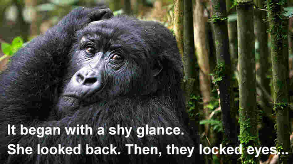 v3: A gorilla in a bamboo grove v3: A gorilla in a bamboo grove