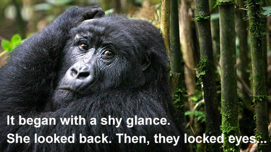 v3: A gorilla in a bamboo grove v3: A gorilla in a bamboo grove