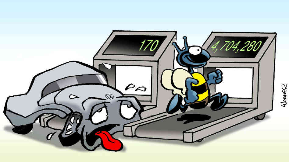 Bee on treadmill Bee on treadmill