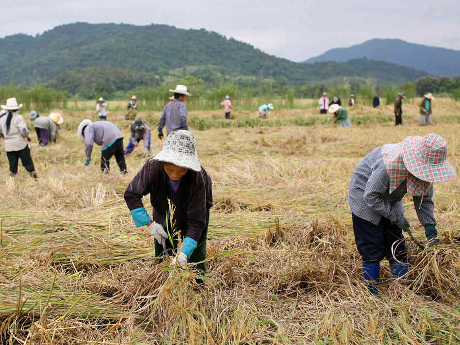 Thai farmers cultivate rice near Chiang Saen, near the Mekong River.