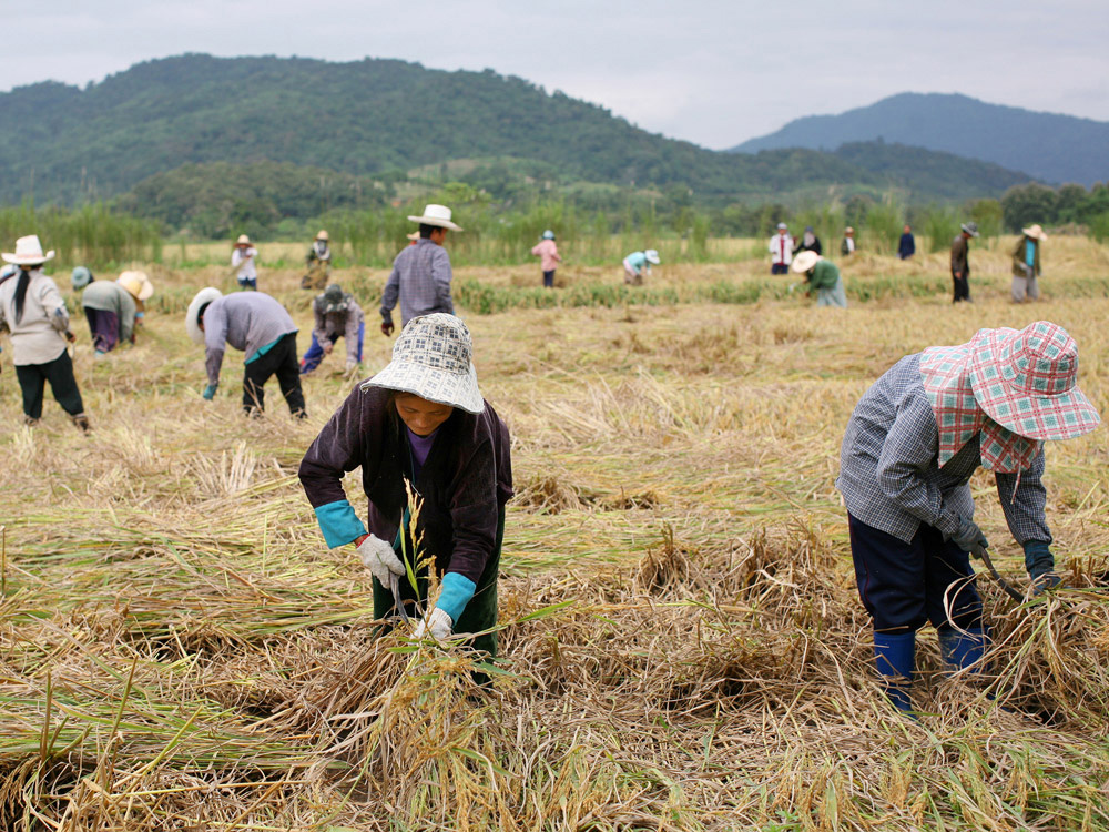 Thai farmers cultivate rice near Chiang Saen, near the Mekong River. Thai farmers cultivate rice near Chiang Saen, near the Mekong River.