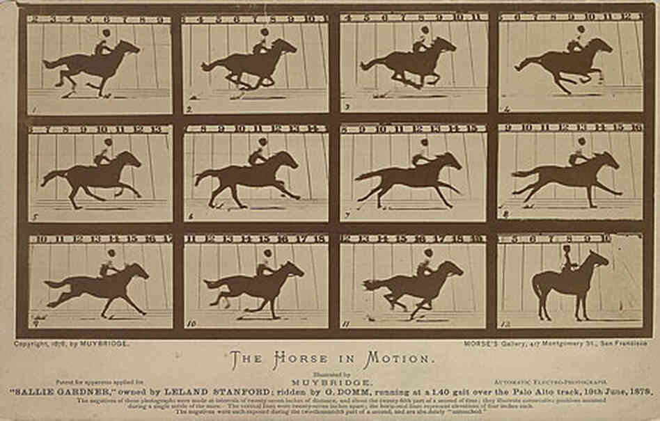 Horse in motion Horse in motion