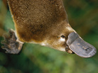 Platypus Platypus