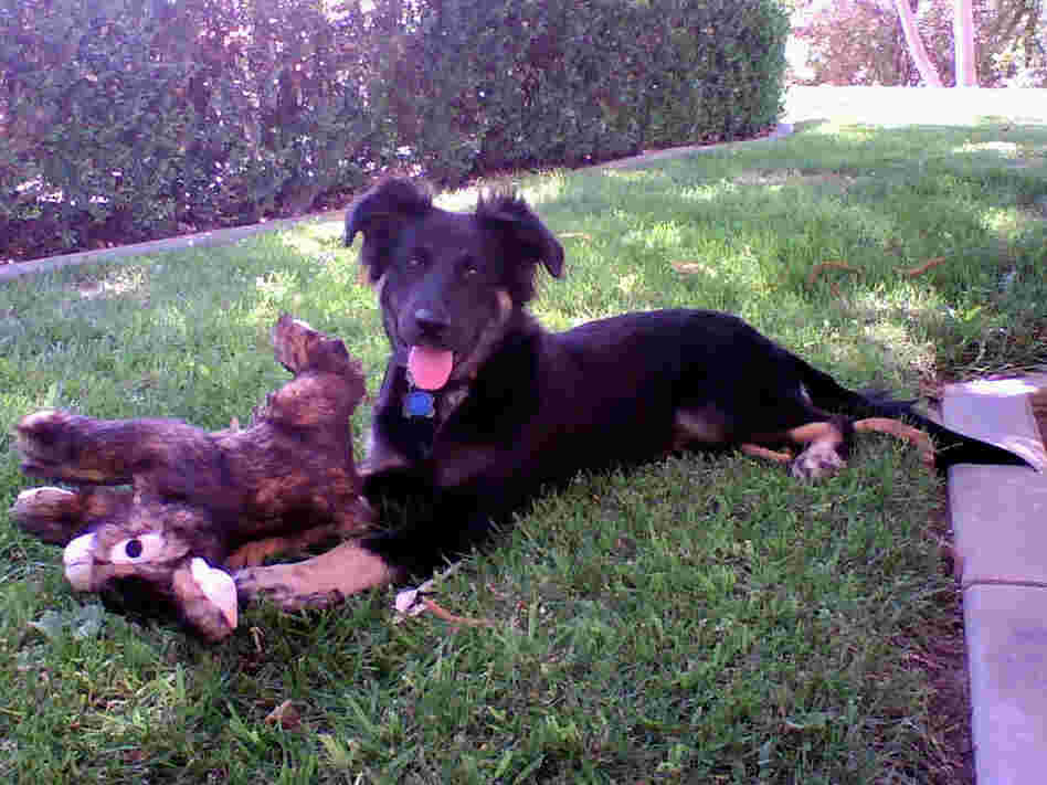Karley Toole, a German shepherd mix who was savagely beaten and later euthanized.