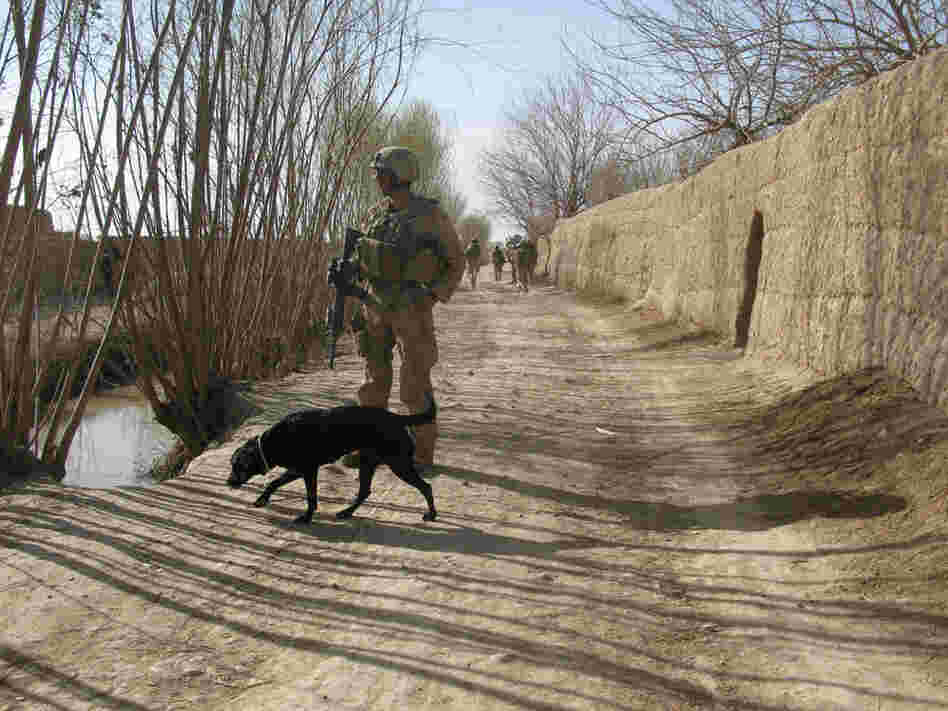 Sally, a bomb-sniffing dog, assists Marines in the search for IEDs during their offensive in Marjah