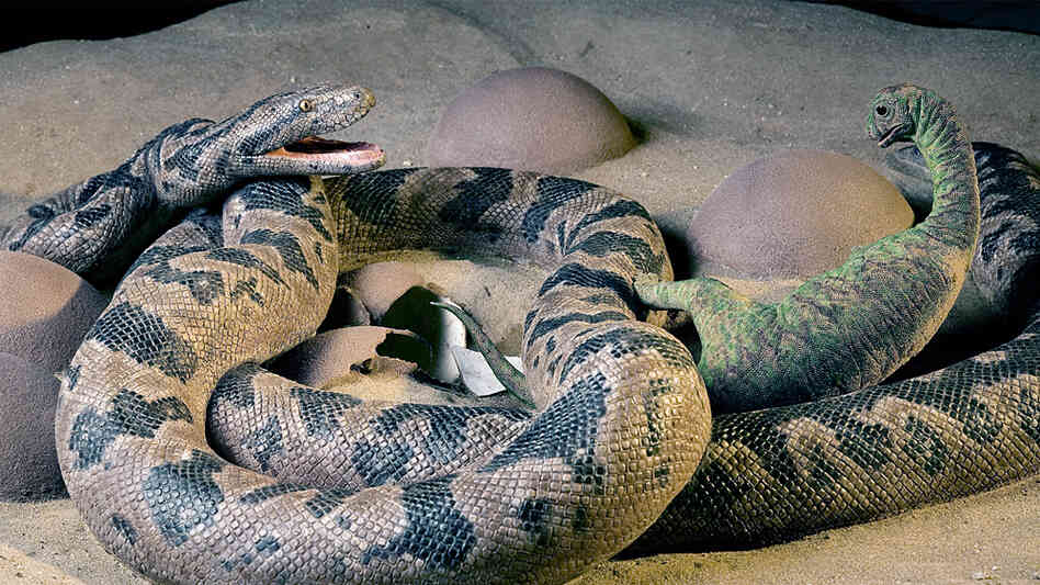 A life-sized reconstruction of the moment just before the dinosaur and snake were preserved. A life-sized reconstruction of the moment just before the dinosaur and snake were preserved.