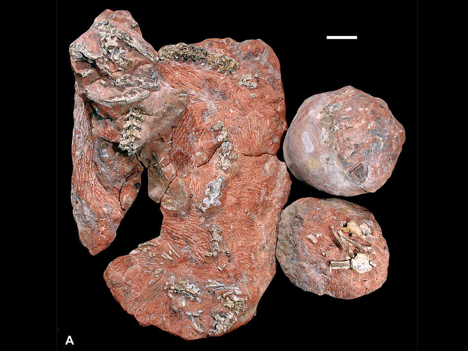The blocks of stone containing the fossils