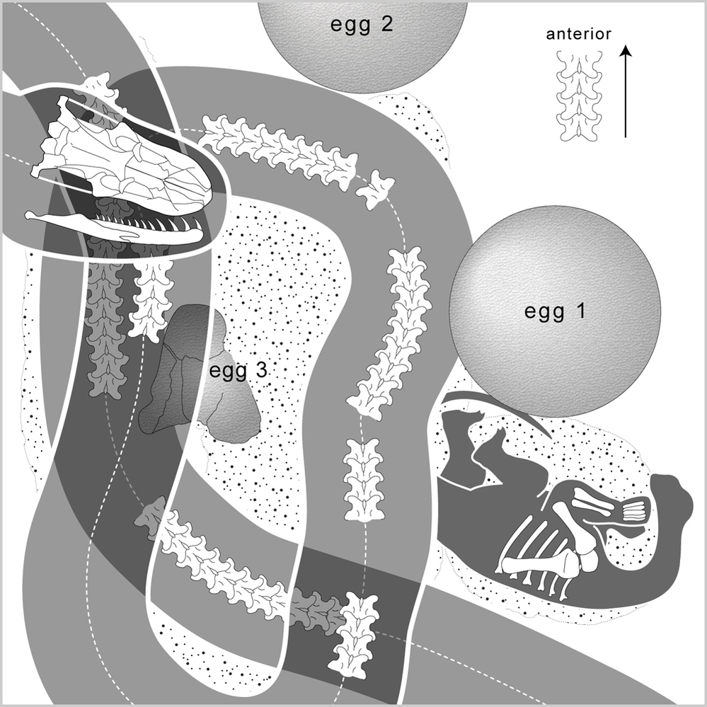 A diagram of the fossil find