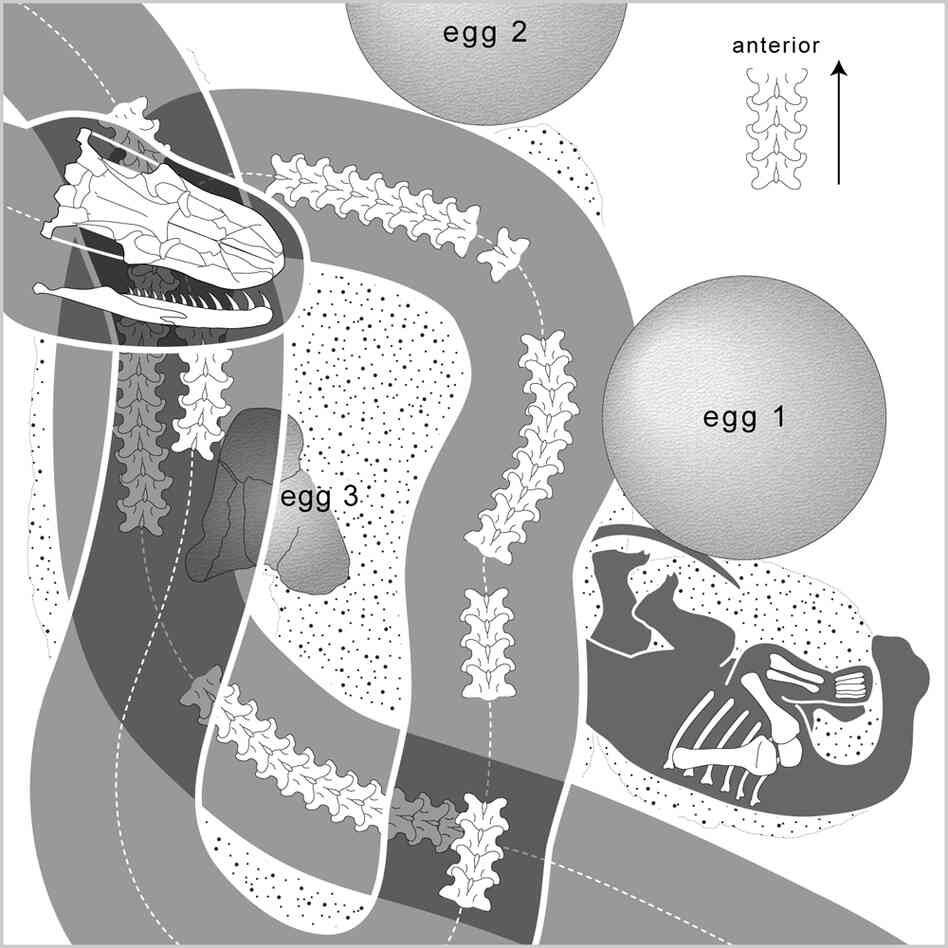 A diagram of the fossil find
