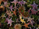 Screengrab of starfish from a BBC YouTube video Screengrab of starfish from a BBC YouTube video