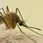 A composite of a nondiapausing mosquito (top) and a diapausing mosquito (bottom).