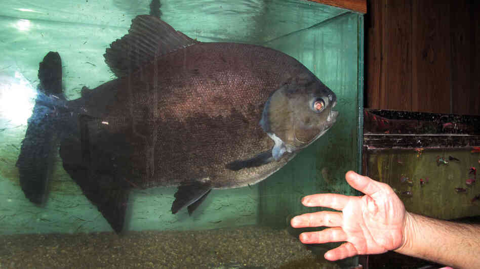 Buttkiss the Fish. John Byron Kuhner