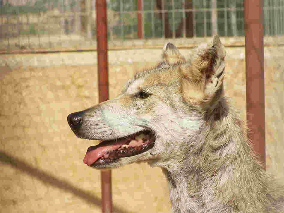 A Middle Eastern Gray Wolf