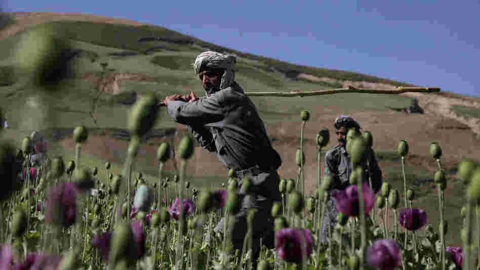 Police officers swing away with long sticks to eradicate a patch of poppies in Afghanistan. Police officers swing away with long sticks to eradicate a patch of poppies in Afghanistan.