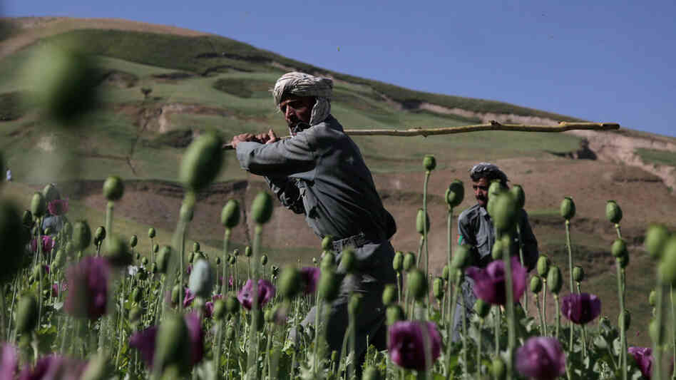 Police officers swing away with long sticks to eradicate a patch of poppies in Afghanistan. Police officers swing away with long sticks to eradicate a patch of poppies in Afghanistan.