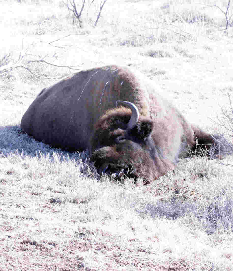 One of the 51 buffaloes that were shot on the QB Ranch. One of the 51 buffaloes that were shot on the QB Ranch.