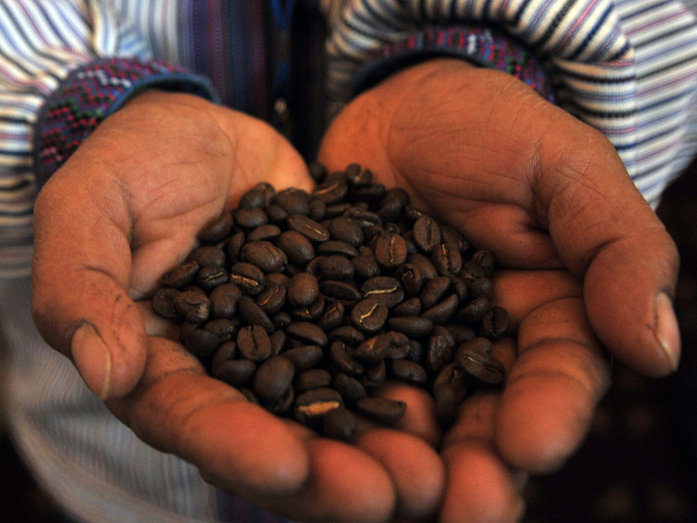 A man holds a handful of coffee beans at the World Coffee Conference in Guatemala City