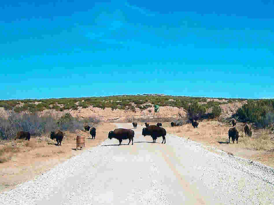 Buffalo roam the QB Ranch in West Texas