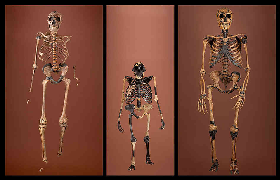 Three skeletons that span 2 million years