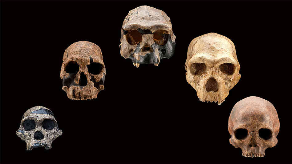 Five fossil human skulls over a 2.5 million year span