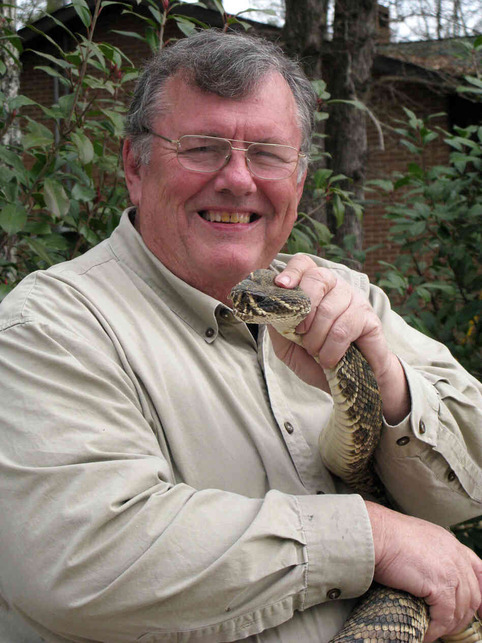 Ken Darnell milks thousands of rattlesnakes every year. Ken Darnell milks thousands of rattlesnakes every year.