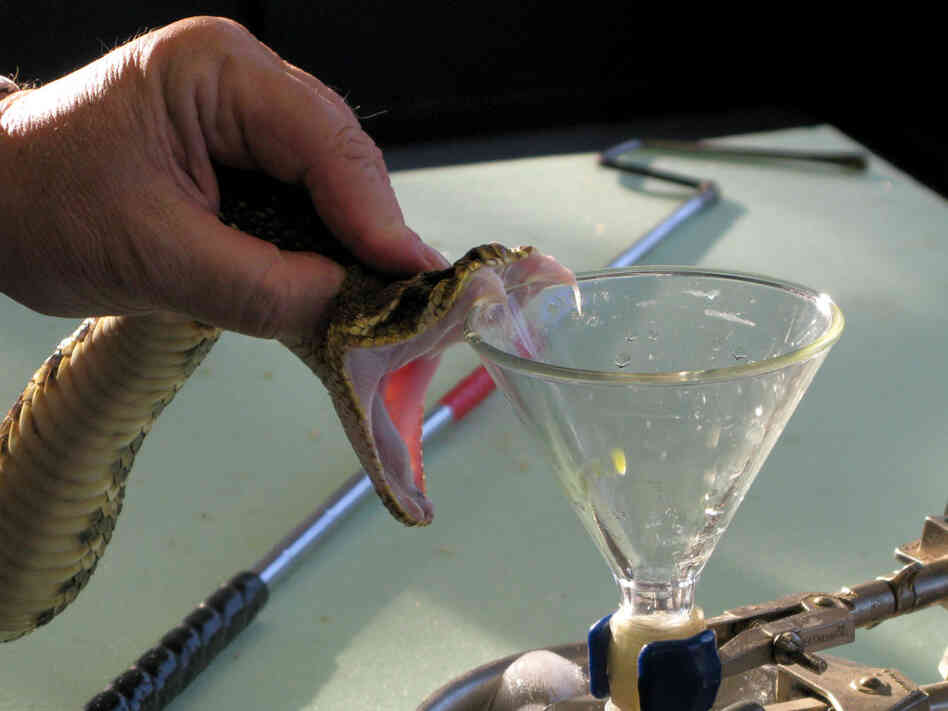 Ken Darnell milks snakes in his lab in Gordon, Ala.