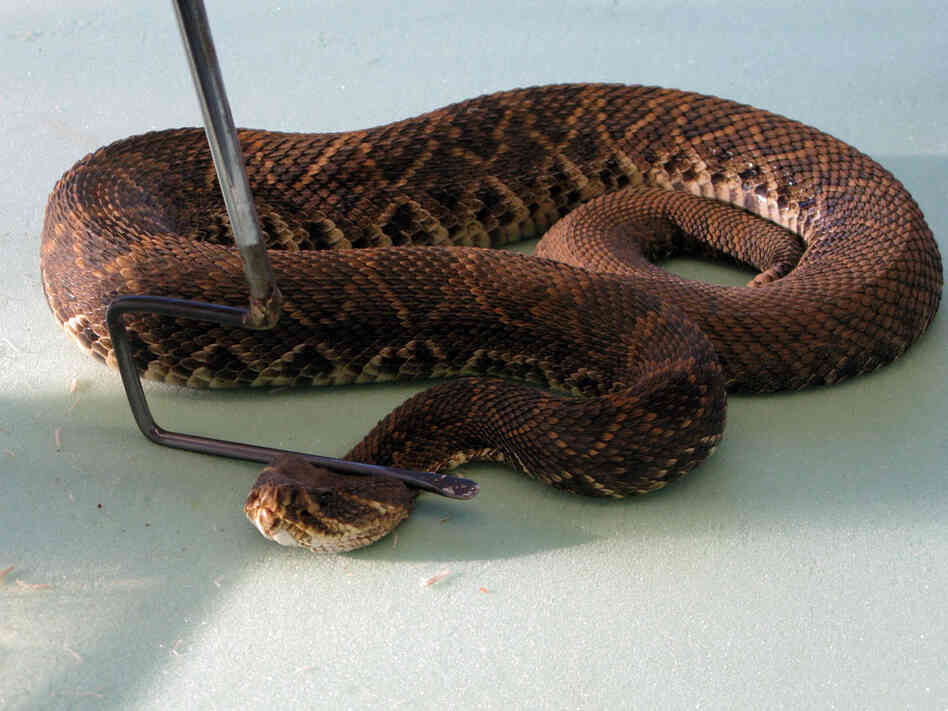 Darnell uses a long-handled hook to pin down a snake prior to milking it.