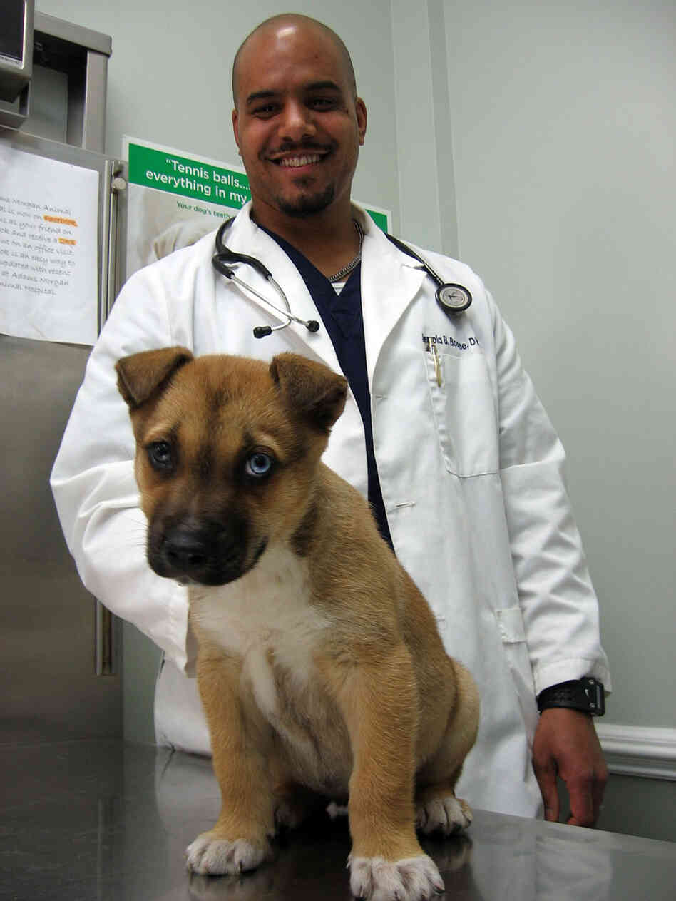 Veterinarian Jerrold Boone examines Cookie. Veterinarian Jerrold Boone examines Cookie.